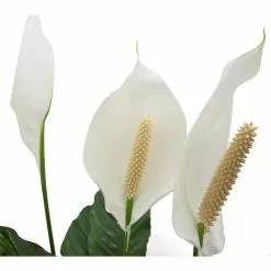 Deals 😀 Costa Farms Spathiphyllum Plant in 9.25 in. White Paradise Planter 👍 -Pavestone || Costa Farms Shop costa farms indoor plants co 3 st10 parwt c3 1000
