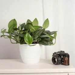 Flash Sale 🤩 Costa Farms Trending Tropicals Sterling Silver Plant in 6 in. White Ceramic Pot 👍 -Pavestone || Costa Farms Shop costa farms indoor plants co 3 stersil tt 1f 1000