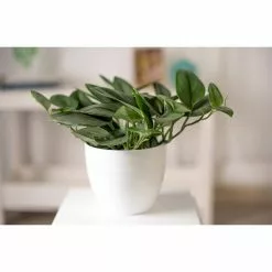 Flash Sale 🤩 Costa Farms Trending Tropicals Sterling Silver Plant in 6 in. White Ceramic Pot 👍 -Pavestone || Costa Farms Shop costa farms indoor plants co 3 stersil tt 4f 1000