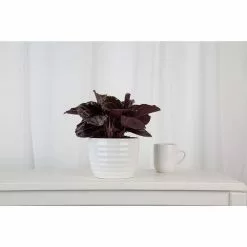 Discount ๐ฅฐ Costa Farms Trending Tropicals Calathea Dottie Plant in 6 in. White Ceramic Pot ๐ 7 Discount ๐ฅฐ Costa Farms Trending Tropicals Calathea Dottie Plant in 6 in. White Ceramic Pot ๐ -Pavestone || Costa Farms Shop costa farms indoor plants co 3 tradnan tt 4f 1000