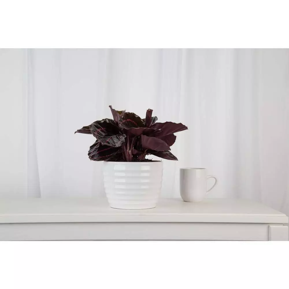 Discount ๐ฅฐ Costa Farms Trending Tropicals Calathea Dottie Plant in 6 in. White Ceramic Pot ๐ 5 Discount ๐ฅฐ Costa Farms Trending Tropicals Calathea Dottie Plant in 6 in. White Ceramic Pot ๐ - Image 3