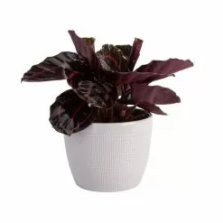 Discount π₯° Costa Farms Trending Tropicals Calathea Dottie Plant in 6 in. White Ceramic Pot π