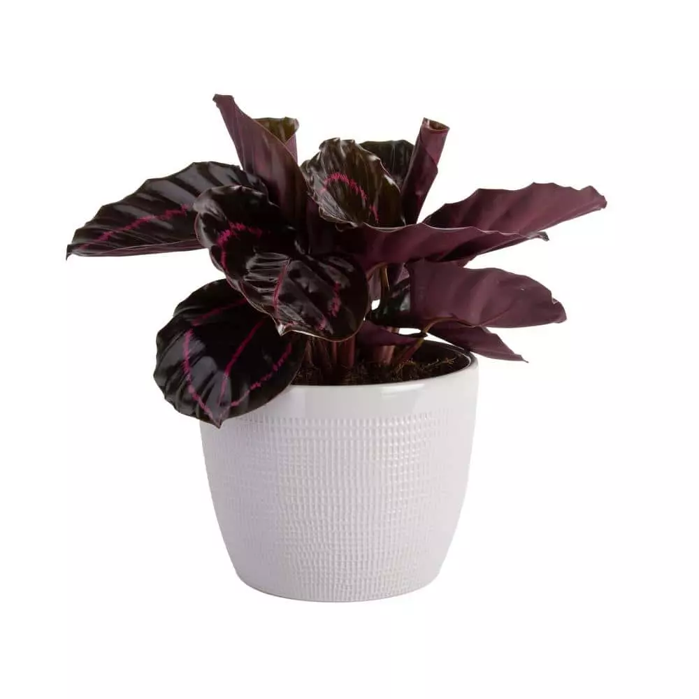 Discount ๐ฅฐ Costa Farms Trending Tropicals Calathea Dottie Plant in 6 in. White Ceramic Pot ๐ 3 Discount ๐ฅฐ Costa Farms Trending Tropicals Calathea Dottie Plant in 6 in. White Ceramic Pot ๐