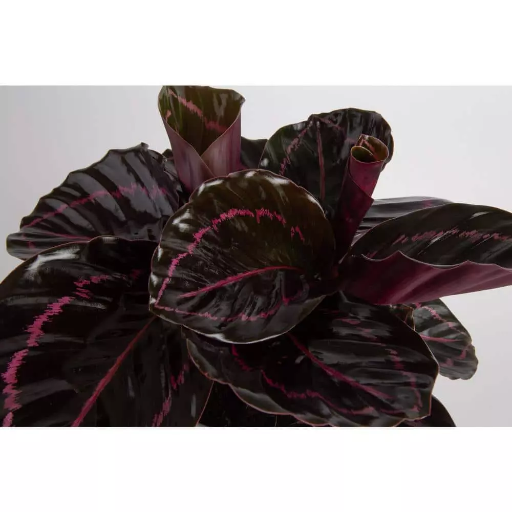 Discount ๐ฅฐ Costa Farms Trending Tropicals Calathea Dottie Plant in 6 in. White Ceramic Pot ๐ 4 Discount ๐ฅฐ Costa Farms Trending Tropicals Calathea Dottie Plant in 6 in. White Ceramic Pot ๐ - Image 2