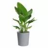 Discount 🧨 Costa Farms Bird of Paradise Plant in 10 in. Gray Planter 🔔 -Pavestone || Costa Farms Shop costa farms indoor plants co 3 wb11 cyl 64 1000