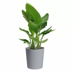 Discount ๐งจ Costa Farms Bird of Paradise Plant in 10 in. Gray Planter ๐