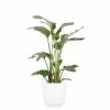 Best Pirce ๐ Costa Farms 10 in. White Bird in Paradise Planter ๐ 2 Best Pirce ๐ Costa Farms 10 in. White Bird in Paradise Planter ๐ -Pavestone || Costa Farms Shop costa farms indoor plants co 3 wb11 parwht 64 1000