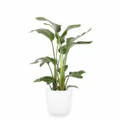 Best Pirce 👏 Costa Farms 10 in. White Bird in Paradise Planter 🛒