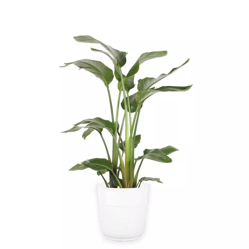 Best Pirce ๐ Costa Farms 10 in. White Bird in Paradise Planter ๐ 3 Best Pirce ๐ Costa Farms 10 in. White Bird in Paradise Planter ๐