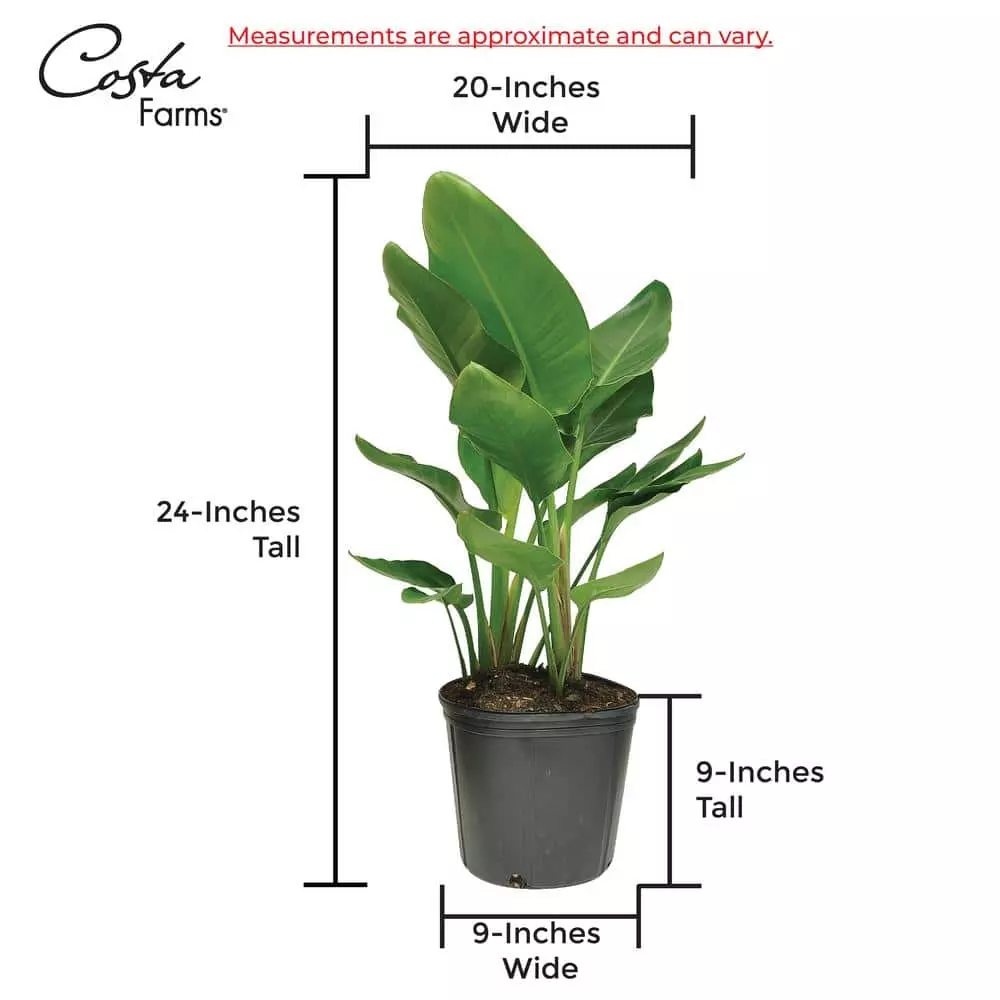 Best Pirce ๐ Costa Farms 10 in. White Bird in Paradise Planter ๐ 4 Best Pirce ๐ Costa Farms 10 in. White Bird in Paradise Planter ๐ - Image 2