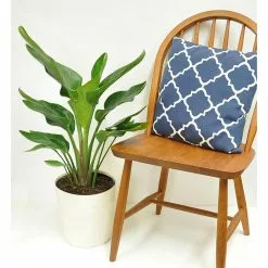 Buy ๐ฅฐ Costa Farms 9.25 in. White Bird Plant in Natural Decor Basket ๐ 14 Buy ๐ฅฐ Costa Farms 9.25 in. White Bird Plant in Natural Decor Basket ๐ -Pavestone || Costa Farms Shop costa farms indoor plants co 3 wb11 sea 1f 1000