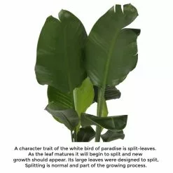 Buy ๐ฅฐ Costa Farms 9.25 in. White Bird Plant in Natural Decor Basket ๐ 15 Buy ๐ฅฐ Costa Farms 9.25 in. White Bird Plant in Natural Decor Basket ๐ -Pavestone || Costa Farms Shop costa farms indoor plants co 3 wb11 sea 44 1000