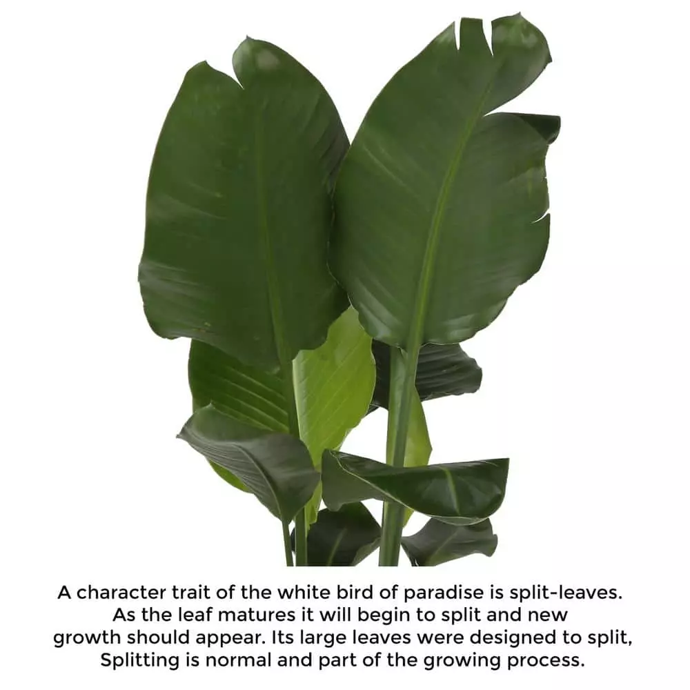 Buy ๐ฅฐ Costa Farms 9.25 in. White Bird Plant in Natural Decor Basket ๐ 8 Buy ๐ฅฐ Costa Farms 9.25 in. White Bird Plant in Natural Decor Basket ๐ - Image 6