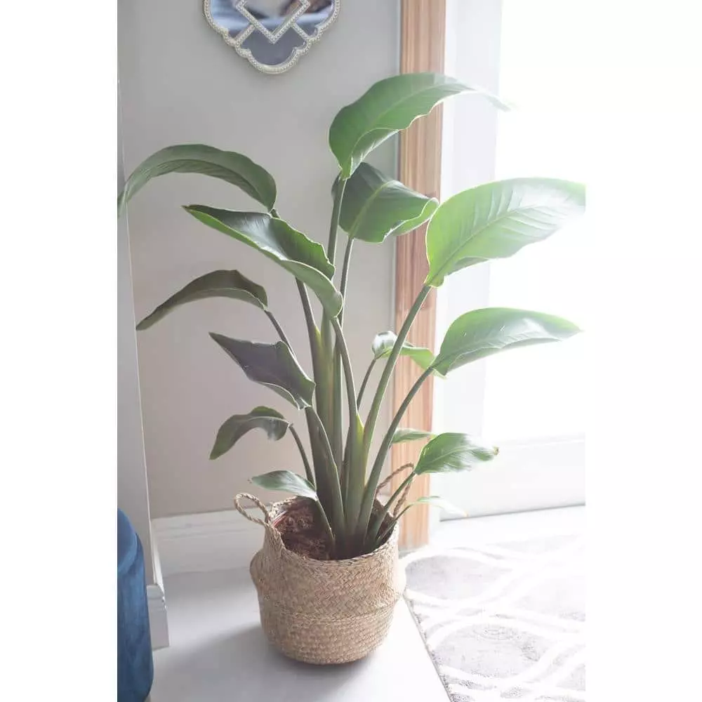 Buy ๐ฅฐ Costa Farms 9.25 in. White Bird Plant in Natural Decor Basket ๐ 6 Buy ๐ฅฐ Costa Farms 9.25 in. White Bird Plant in Natural Decor Basket ๐ - Image 4