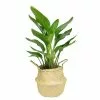 Buy 🥰 Costa Farms 9.25 in. White Bird Plant in Natural Decor Basket 🛒 2 Buy 🥰 Costa Farms 9.25 in. White Bird Plant in Natural Decor Basket 🛒 -Pavestone || Costa Farms Shop costa farms indoor plants co 3 wb11 sea 64 1000