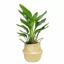 Buy 🥰 Costa Farms 9.25 in. White Bird Plant in Natural Decor Basket 🛒
