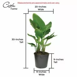 Buy ๐ฅฐ Costa Farms 9.25 in. White Bird Plant in Natural Decor Basket ๐ 17 Buy ๐ฅฐ Costa Farms 9.25 in. White Bird Plant in Natural Decor Basket ๐ -Pavestone || Costa Farms Shop costa farms indoor plants co 3 wb11 sea 76 1000