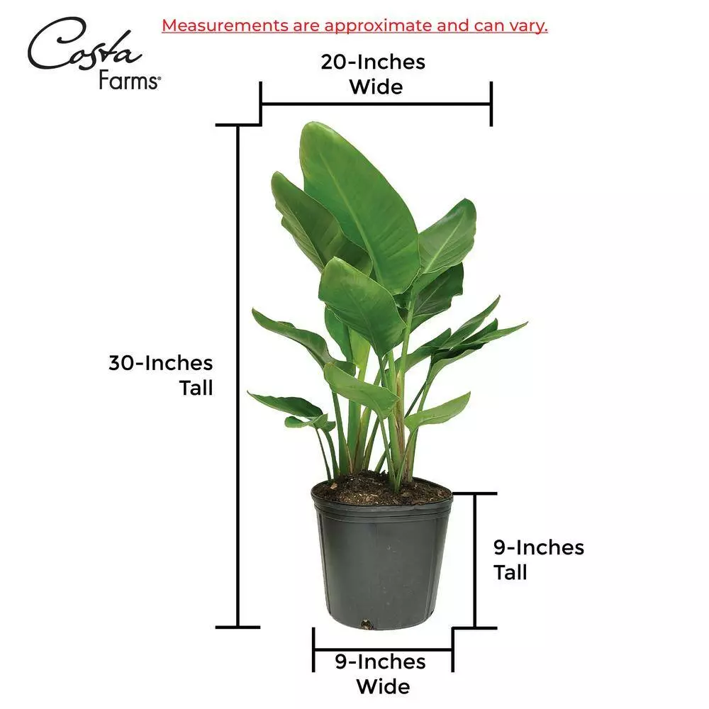 Buy ๐ฅฐ Costa Farms 9.25 in. White Bird Plant in Natural Decor Basket ๐ 10 Buy ๐ฅฐ Costa Farms 9.25 in. White Bird Plant in Natural Decor Basket ๐ - Image 8