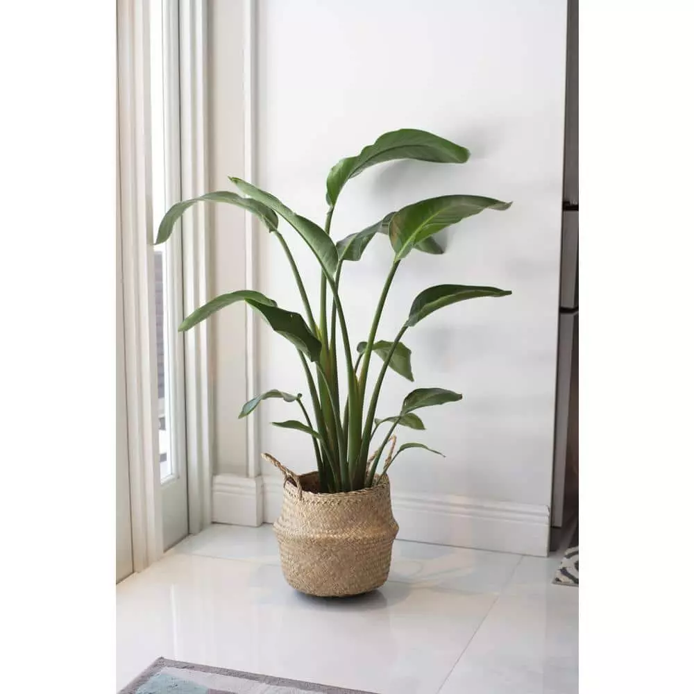 Buy ๐ฅฐ Costa Farms 9.25 in. White Bird Plant in Natural Decor Basket ๐ 5 Buy ๐ฅฐ Costa Farms 9.25 in. White Bird Plant in Natural Decor Basket ๐ - Image 3