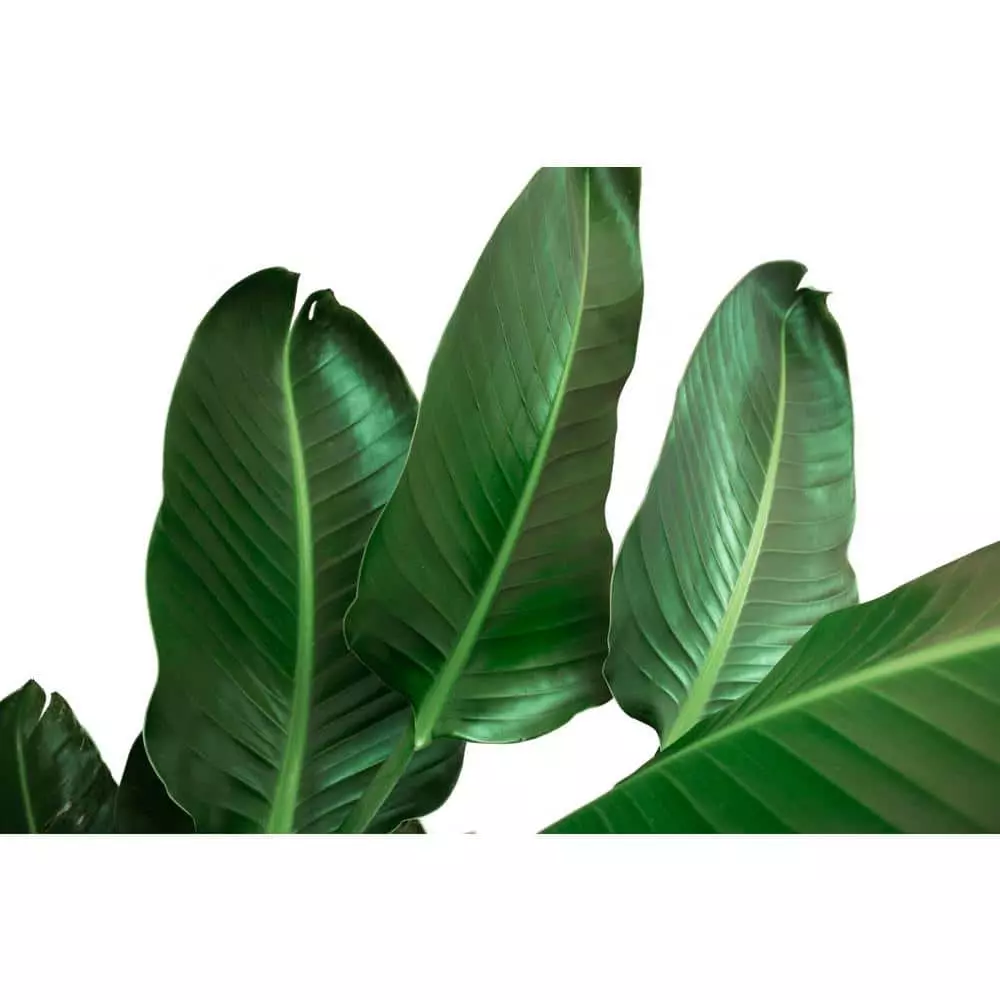 Buy ๐ฅฐ Costa Farms 9.25 in. White Bird Plant in Natural Decor Basket ๐ 4 Buy ๐ฅฐ Costa Farms 9.25 in. White Bird Plant in Natural Decor Basket ๐ - Image 2