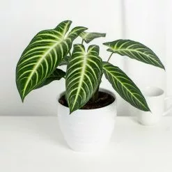 Best Pirce 🧨 Costa Farms Trending Tropicals 6 in. Xanthosoma, Caladium Lindenii Plant in White Pot 🔥 -Pavestone || Costa Farms Shop costa farms indoor plants co 3 xan tt 1f 1000