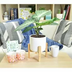 Best Pirce 🧨 Costa Farms Trending Tropicals 6 in. Xanthosoma, Caladium Lindenii Plant in White Pot 🔥 -Pavestone || Costa Farms Shop costa farms indoor plants co 3 xan tt 44 1000