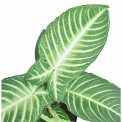 Best Pirce 🧨 Costa Farms Trending Tropicals 6 in. Xanthosoma, Caladium Lindenii Plant in White Pot 🔥 -Pavestone || Costa Farms Shop costa farms indoor plants co 3 xan tt 4f 1000