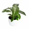Best Pirce 🧨 Costa Farms Trending Tropicals 6 in. Xanthosoma, Caladium Lindenii Plant in White Pot 🔥 -Pavestone || Costa Farms Shop costa farms indoor plants co 3 xan tt 64 1000