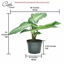 Best Pirce 🧨 Costa Farms Trending Tropicals 6 in. Xanthosoma, Caladium Lindenii Plant in White Pot 🔥 -Pavestone || Costa Farms Shop costa farms indoor plants co 3 xan tt c3 1000