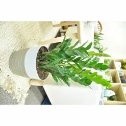 Hot Sale 💯 Costa Farms 10 in. ZZ in White Paradise Planter 🥰 -Pavestone || Costa Farms Shop costa farms indoor plants co 3 zc10 parwht 1f 1000