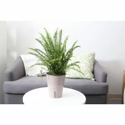 Best Pirce ๐ Costa Farms Grower' Choice Fern Plant in 6in. White Mid Century Pot and Stand ๐คฉ 7 Best Pirce ๐ Costa Farms Grower' Choice Fern Plant in 6in. White Mid Century Pot and Stand ๐คฉ -Pavestone || Costa Farms Shop costa farms indoor plants co 6fer 3 wtmid 4f 1000