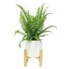 Best Pirce 😉 Costa Farms Grower' Choice Fern Plant in 6in. White Mid Century Pot and Stand 🤩 -Pavestone || Costa Farms Shop costa farms indoor plants co 6fer 3 wtmid 64 1000