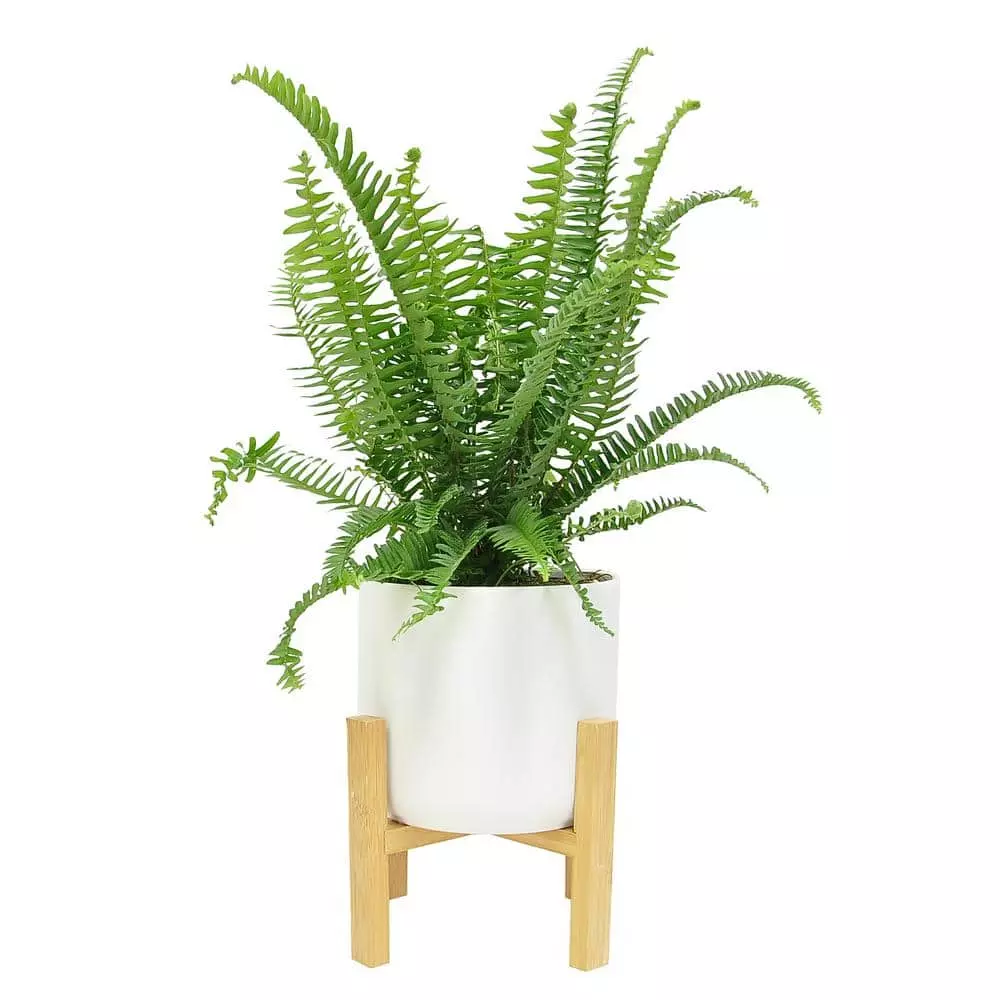 Best Pirce ๐ Costa Farms Grower' Choice Fern Plant in 6in. White Mid Century Pot and Stand ๐คฉ 3 Best Pirce ๐ Costa Farms Grower' Choice Fern Plant in 6in. White Mid Century Pot and Stand ๐คฉ