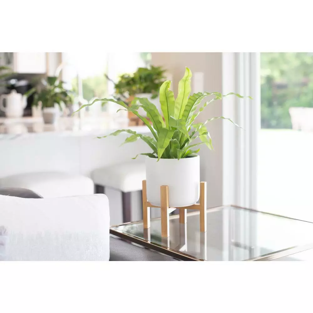 Best Pirce ๐ Costa Farms Grower' Choice Fern Plant in 6in. White Mid Century Pot and Stand ๐คฉ 4 Best Pirce ๐ Costa Farms Grower' Choice Fern Plant in 6in. White Mid Century Pot and Stand ๐คฉ - Image 2