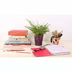 Deals 😉 Costa Farms 6 in. Grower's Choice Fern Plant in 2-Tone Ceramic ⌛ -Pavestone || Costa Farms Shop costa farms indoor plants co 6fern 3 2to 4f 1000