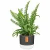 Deals ๐ Costa Farms 6 in. Grower's Choice Fern Plant in 2-Tone Ceramic โ 1 Deals ๐ Costa Farms 6 in. Grower's Choice Fern Plant in 2-Tone Ceramic โ -Pavestone || Costa Farms Shop costa farms indoor plants co 6fern 3 2to 64 1000