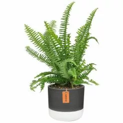 Deals 😉 Costa Farms 6 in. Grower's Choice Fern Plant in 2-Tone Ceramic ⌛