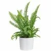 Best reviews of ✨ Costa Farms Grower's Choice Fern Plant in 6 in. White Cylinder Pot 🧨 -Pavestone || Costa Farms Shop costa farms indoor plants co 6fern 3 cyl 64 1000