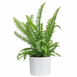 Best reviews of ✨ Costa Farms Grower's Choice Fern Plant in 6 in. White Cylinder Pot 🧨