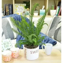 Cheap 🔥 Costa Farms Grower's Choice Fern Plant 6 in. Home Sweet Home Ceramic 🎉 -Pavestone || Costa Farms Shop costa farms indoor plants co 6fern 3 hsh c3 1000