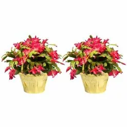 Best Pirce π Costa Farms 6 in. Fresh π
Christmas Cactus Grower's Choice - Pink, Red or White (Live 2-Pack) π― 9 Best Pirce π Costa Farms 6 in. Fresh π
Christmas Cactus Grower's Choice - Pink, Red or White (Live 2-Pack) π― -Pavestone || Costa Farms Shop costa farms indoor plants co 6zygo 3 gold 31 1000