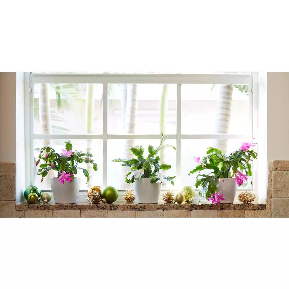 Best Pirce π Costa Farms 6 in. Fresh π
Christmas Cactus Grower's Choice - Pink, Red or White (Live 2-Pack) π― 4 Best Pirce π Costa Farms 6 in. Fresh π
Christmas Cactus Grower's Choice - Pink, Red or White (Live 2-Pack) π― - Image 2