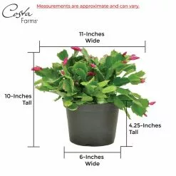 Best Pirce π Costa Farms 6 in. Fresh π
Christmas Cactus Grower's Choice - Pink, Red or White (Live 2-Pack) π― 8 Best Pirce π Costa Farms 6 in. Fresh π
Christmas Cactus Grower's Choice - Pink, Red or White (Live 2-Pack) π― -Pavestone || Costa Farms Shop costa farms indoor plants co 6zygo 3 gold 76 1000