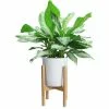 Brand new π Costa Farms Aglaonema, Chinese Evergreen Plant in 9.25 in. White Cylinder Pot and Stand β€οΈ 1 Brand new π Costa Farms Aglaonema, Chinese Evergreen Plant in 9.25 in. White Cylinder Pot and Stand β€οΈ -Pavestone || Costa Farms Shop costa farms indoor plants co aa10 3 cyl 64 1000