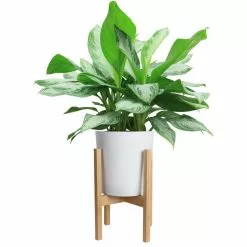 Brand new 😍 Costa Farms Aglaonema, Chinese Evergreen Plant in 9.25 in. White Cylinder Pot and Stand ❤️