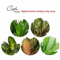 Deals 😀 Costa Farms 9.25 in. Aglaonema, Chinese Evergreen Plant in Natural Decor Basket 😀 11 Deals 😀 Costa Farms 9.25 in. Aglaonema, Chinese Evergreen Plant in Natural Decor Basket 😀 -Pavestone || Costa Farms Shop costa farms indoor plants co aa10 3 sea 4f 1000