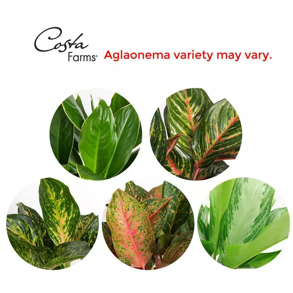 Deals 😀 Costa Farms 9.25 in. Aglaonema, Chinese Evergreen Plant in Natural Decor Basket 😀 6 Deals 😀 Costa Farms 9.25 in. Aglaonema, Chinese Evergreen Plant in Natural Decor Basket 😀 - Image 4