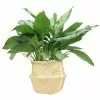 Deals 😀 Costa Farms 9.25 in. Aglaonema, Chinese Evergreen Plant in Natural Decor Basket 😀 -Pavestone || Costa Farms Shop costa farms indoor plants co aa10 3 sea 64 1000