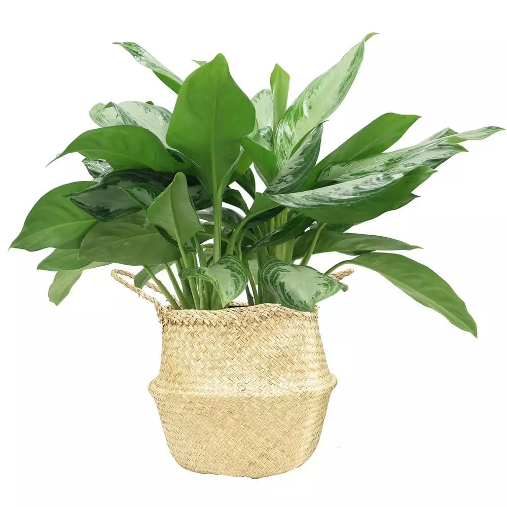Deals 😀 Costa Farms 9.25 in. Aglaonema, Chinese Evergreen Plant in Natural Decor Basket 😀 3 Deals 😀 Costa Farms 9.25 in. Aglaonema, Chinese Evergreen Plant in Natural Decor Basket 😀