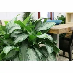 Deals 😀 Costa Farms 9.25 in. Aglaonema, Chinese Evergreen Plant in Natural Decor Basket 😀 10 Deals 😀 Costa Farms 9.25 in. Aglaonema, Chinese Evergreen Plant in Natural Decor Basket 😀 -Pavestone || Costa Farms Shop costa farms indoor plants co aa10 3 sea c3 1000